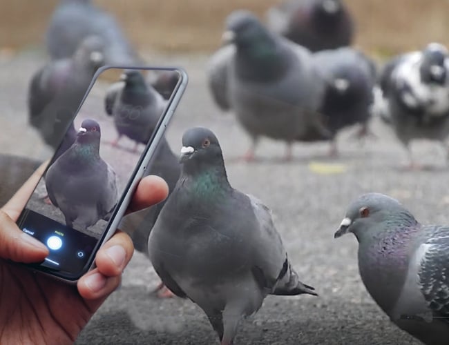 Photograph of pigeons with iNaturalist on a smartphone
